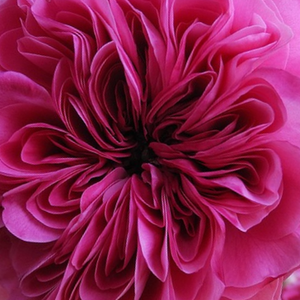 Szkółka róż - róża damasceńska - fioletowo - różowy - Rosa  Duc de Cambridge - róża z intensywnym zapachem - Jean Laffay - Jest różą damaszkową, którą można z powodzeniem rozmnażać z odrostów korzeni.